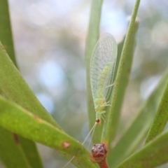 Mallada traviatus (Goldeneye Lacewing) at Murrumbateman, NSW - 6 Jan 2023 by SimoneC