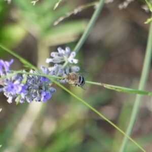 Amegilla sp. (genus) at Holt, ACT - 6 Jan 2023