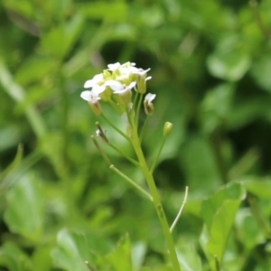 Rorippa microphylla at Tennent, ACT - 6 Jan 2023