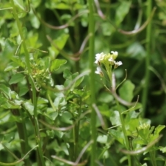 Rorippa microphylla at Tennent, ACT - 6 Jan 2023 11:31 AM