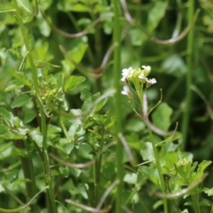 Rorippa microphylla at Tennent, ACT - 6 Jan 2023 11:31 AM