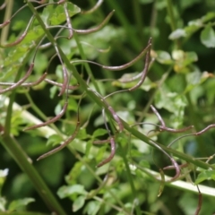 Rorippa microphylla at Tennent, ACT - 6 Jan 2023 11:31 AM