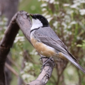 Pachycephala rufiventris at Tennent, ACT - 6 Jan 2023