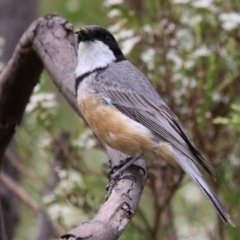 Pachycephala rufiventris at Tennent, ACT - 6 Jan 2023