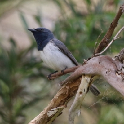 Myiagra rubecula (Leaden Flycatcher) at Tennent, ACT - 6 Jan 2023 by RodDeb