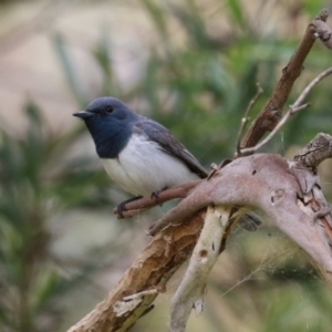 Myiagra rubecula at Tennent, ACT - 6 Jan 2023