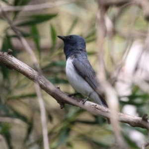 Myiagra rubecula at Tennent, ACT - 6 Jan 2023