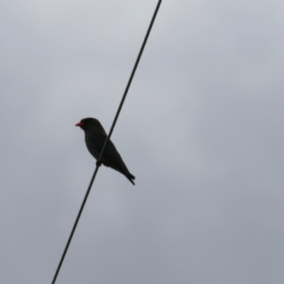 Eurystomus orientalis (Dollarbird) at Tennent, ACT - 6 Jan 2023 by RodDeb