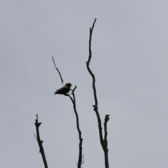 Eurystomus orientalis at Tennent, ACT - 6 Jan 2023