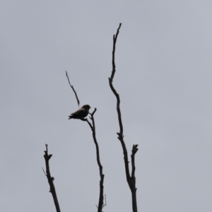 Eurystomus orientalis at Tennent, ACT - 6 Jan 2023