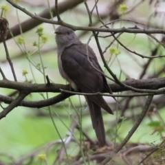 Cacomantis variolosus (Brush Cuckoo) at Tennent, ACT - 6 Jan 2023 by RodDeb