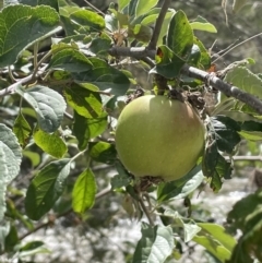 Malus pumila (Apple) at Stromlo, ACT - 6 Jan 2023 by JaneR