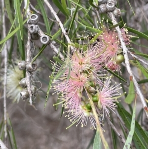 Callistemon sieberi at Stromlo, ACT - 6 Jan 2023