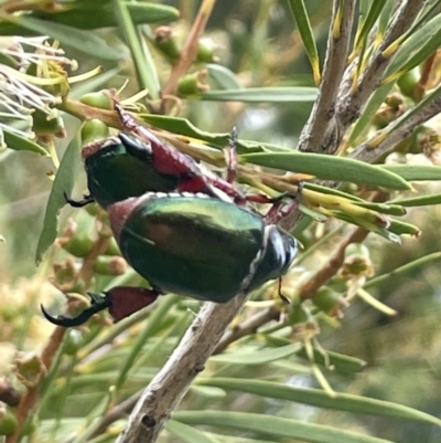 Repsimus manicatus montanus (Green nail beetle) at Stromlo, ACT - 6 Jan 2023 by JaneR