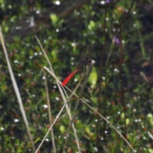 Nannophya dalei at Paddys River, ACT - 3 Jan 2023