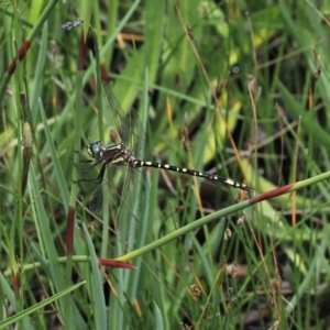 Synthemis eustalacta at Paddys River, ACT - 3 Jan 2023