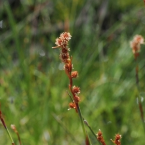 Baloskion australe at Paddys River, ACT - 3 Jan 2023 02:12 PM