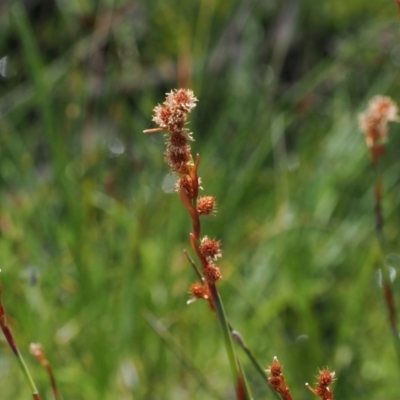 Baloskion australe (Mountain Cordrush) at Paddys River, ACT - 3 Jan 2023 by RAllen