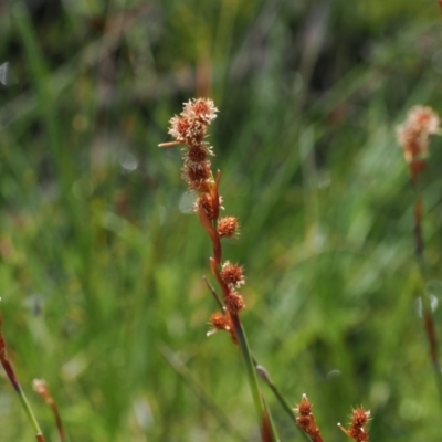 Baloskion australe (Mountain Cordrush) at Paddys River, ACT - 3 Jan 2023 by RAllen