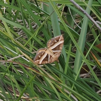 Chrysolarentia conifasciata (Broad-banded Carpet) at Paddys River, ACT - 3 Jan 2023 by RAllen