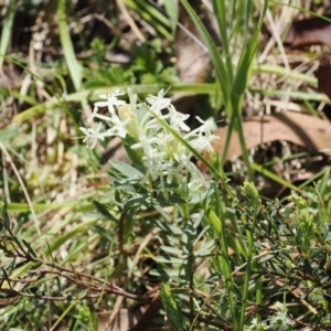 Pimelea glauca at Paddys River, ACT - 3 Jan 2023