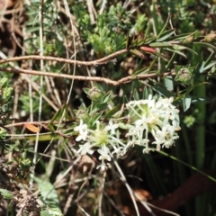 Pimelea glauca at Paddys River, ACT - 3 Jan 2023