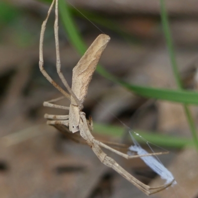 Asianopis subrufa (Rufous net-casting spider) at Braemar, NSW - 4 Jan 2023 by Curiosity