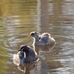 Tachybaptus novaehollandiae (Australasian Grebe) at Strathnairn, ACT - 7 Jan 2023 by wombey
