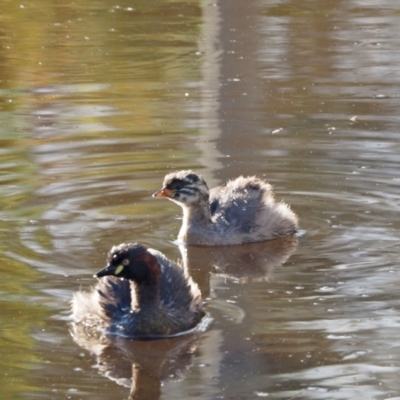 Tachybaptus novaehollandiae (Australasian Grebe) at Strathnairn, ACT - 7 Jan 2023 by wombey