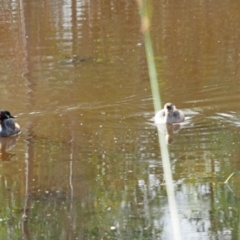 Tachybaptus novaehollandiae at Strathnairn, ACT - 7 Jan 2023