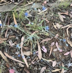 Eryngium ovinum (Blue Devil) at Hughes, ACT - 6 Jan 2023 by KL