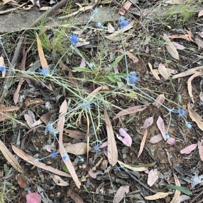 Eryngium ovinum (Blue Devil) at Hughes, ACT - 6 Jan 2023 by KL