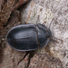 Pterohelaeus piceus (Pie-dish beetle) at O'Connor, ACT - 5 Jan 2023 by ConBoekel