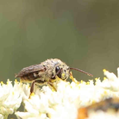 Paracolletes crassipes at O'Connor, ACT - 5 Jan 2023 by ConBoekel