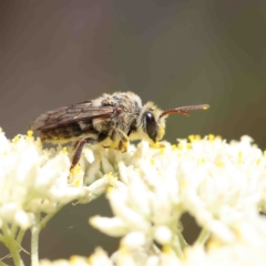 Paracolletes crassipes at O'Connor, ACT - 5 Jan 2023