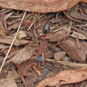 Myrmecia nigriceps at O'Connor, ACT - 5 Jan 2023 01:33 PM