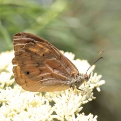 Heteronympha merope (Common Brown Butterfly) at O'Connor, ACT - 5 Jan 2023 by ConBoekel