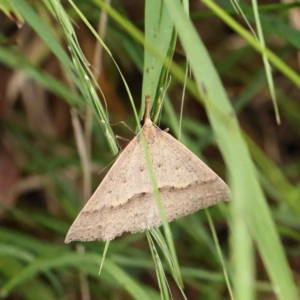 Epidesmia hypenaria at O'Connor, ACT - 5 Jan 2023