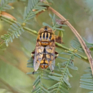 Eristalinus punctulatus at O'Connor, ACT - 5 Jan 2023