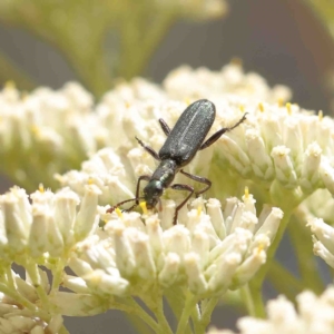 Eleale aspera at O'Connor, ACT - 5 Jan 2023 02:12 PM