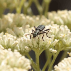 Eleale aspera at O'Connor, ACT - 5 Jan 2023 02:12 PM