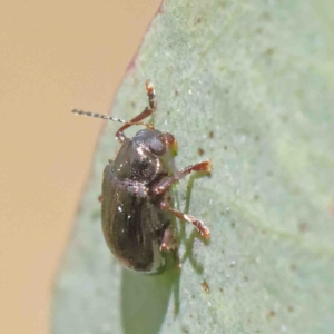 Eumolpinae (subfamily) at O'Connor, ACT - 5 Jan 2023