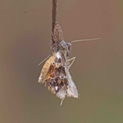 Arrade leucocosmalis (A Hypeninae moth) at O'Connor, ACT - 5 Jan 2023 by ConBoekel