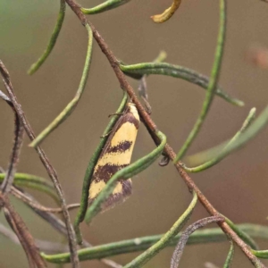 Olbonoma triptycha at O'Connor, ACT - 5 Jan 2023 03:05 PM