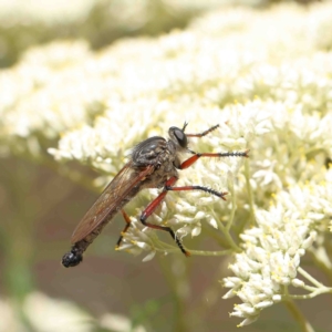 Zosteria sp. (genus) at O'Connor, ACT - 5 Jan 2023