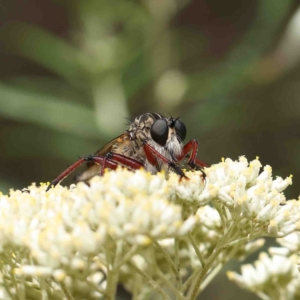 Zosteria sp. (genus) at O'Connor, ACT - 5 Jan 2023