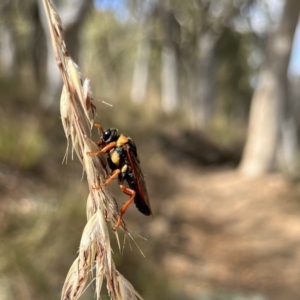 Perga dorsalis at Molonglo Valley, ACT - 7 Jan 2023