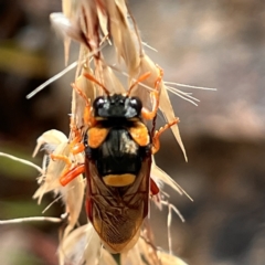 Perga dorsalis at Molonglo Valley, ACT - 7 Jan 2023