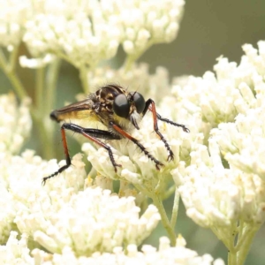 Zosteria rosevillensis at O'Connor, ACT - 5 Jan 2023