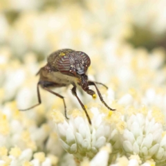 Stomorhina discolor (Snout fly) at O'Connor, ACT - 5 Jan 2023 by ConBoekel